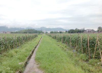 耕地種植新規(guī)落地 多類作物獲準(zhǔn)種植，樹木與藥材迎來(lái)發(fā)展機(jī)遇