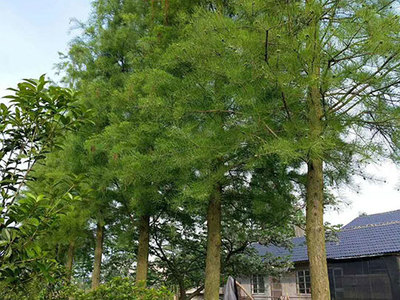 南縣綠行者苗木種植 專業(yè)樹木種植經(jīng)營之路