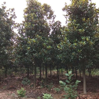 紫玉蘭樹木的種植與經(jīng)營(yíng)指南