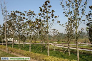 樹木栽植技術(shù)之樹木起挖技術(shù)與方法