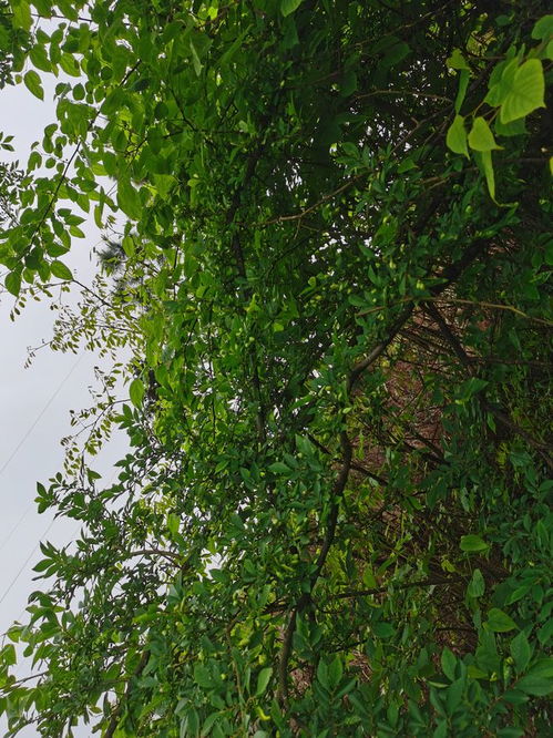 野生樹木的加工價值 種植與可持續(xù)利用的機遇