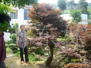 綠化苗木產(chǎn)品列表 | 第255頁(yè) 精選樹(shù)木種植指南