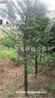 8公分南方紅豆杉 綠景苗木種植合作社的專(zhuān)業(yè)栽培與價(jià)值