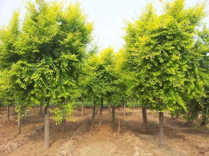 招遠(yuǎn)市興義苗木種植專(zhuān)業(yè)合作社 綠色產(chǎn)業(yè)的專(zhuān)業(yè)踐行者