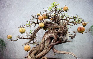 前景廣闊，效益可觀——高經(jīng)濟(jì)價(jià)值花卉苗木種植指南