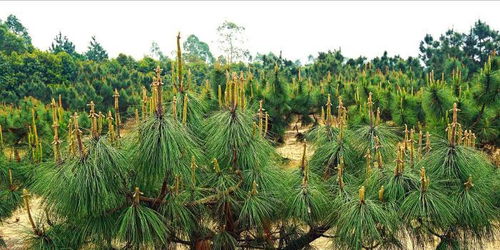 廣東推進(jìn)國(guó)家林木種質(zhì)資源庫(kù)建設(shè) 筑牢南粵生態(tài)屏障