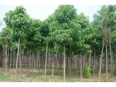 河南省太康縣國(guó)新苗木種植專(zhuān)業(yè)合作社 優(yōu)質(zhì)速生楸樹(shù)，規(guī)格齊全，大量供應(yīng)