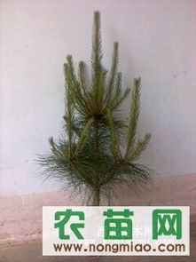 供應(yīng)各種規(guī)格營(yíng)養(yǎng)缽油松（30-120cm）——西裕村苗木基地，農(nóng)苗網(wǎng)專(zhuān)業(yè)推薦