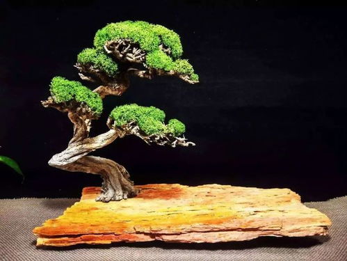 最全樹(shù)木盆景分類(lèi)指南 輕松掌握各類(lèi)植物與造型適配法則